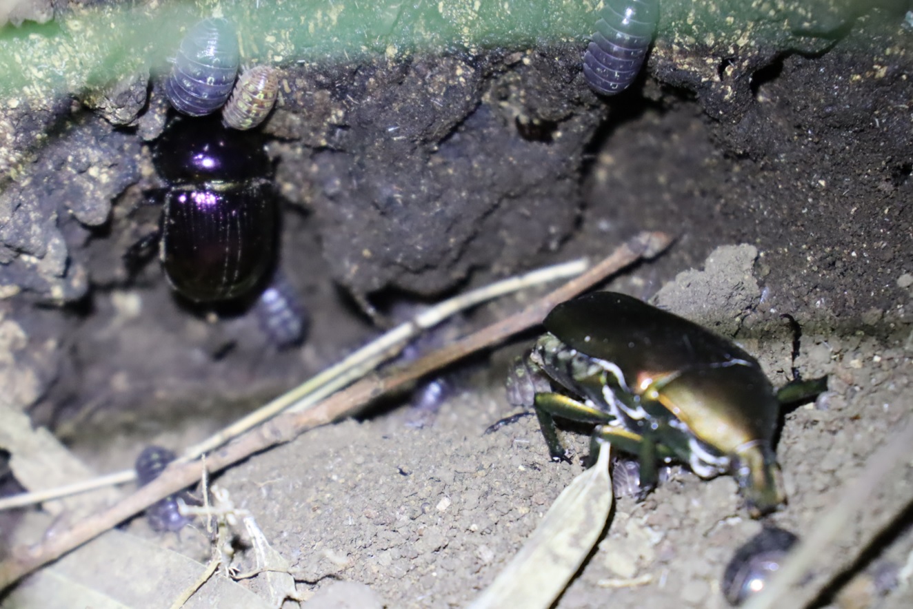 センチコガネ、カナブンの死骸_No.4のコナラ_クワガタ達のオアシス_2023年8月28日19時25分 気温29.7度